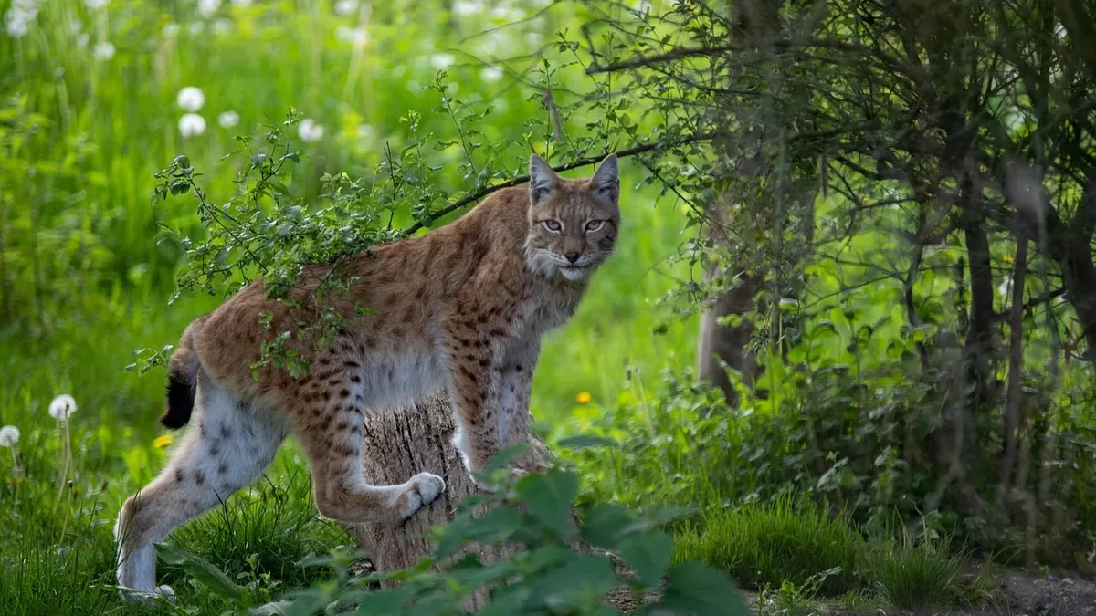 A lynx walking through a grassy area with trees and bushes.