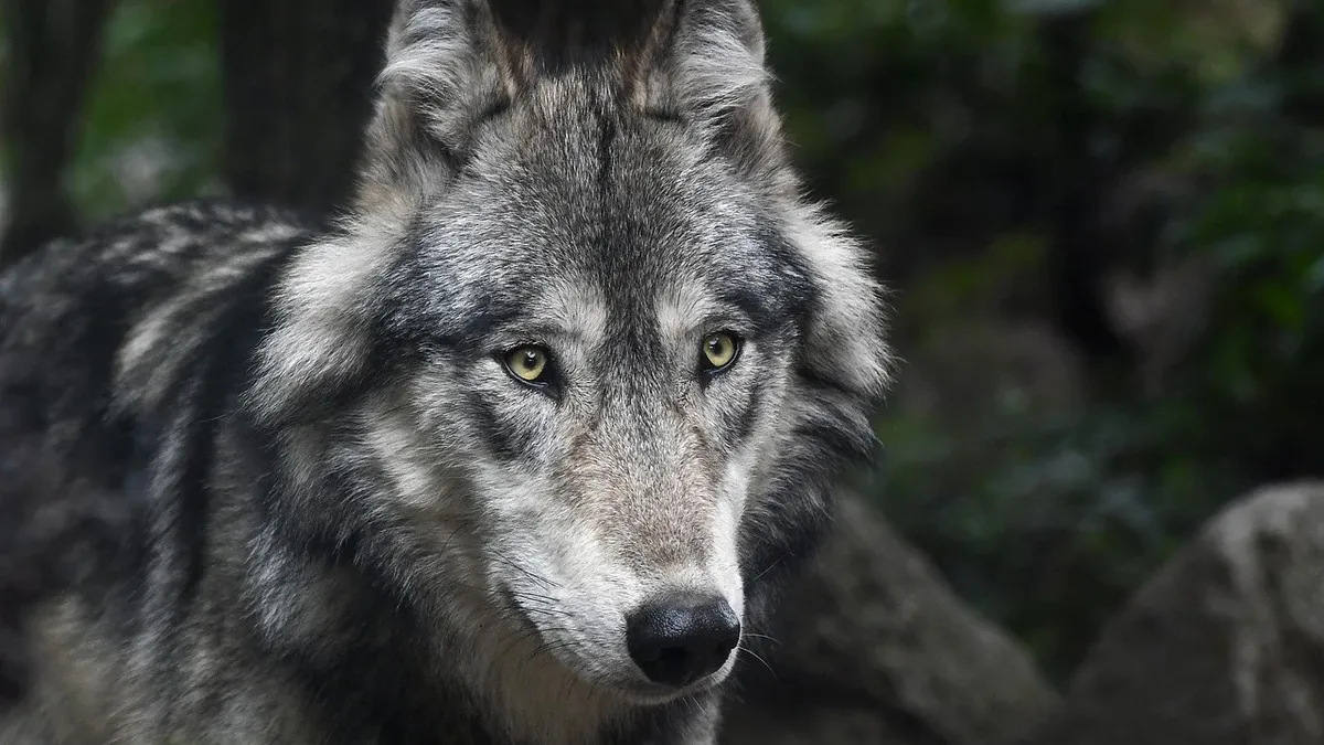A gray wolf with yellow eyes, facing the camera, in a wooded area.
