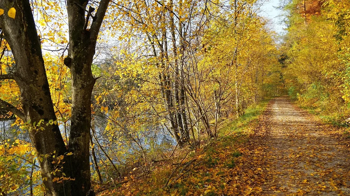A dirt path covered in fallen leaves, lined with trees and a body of water on the left side.