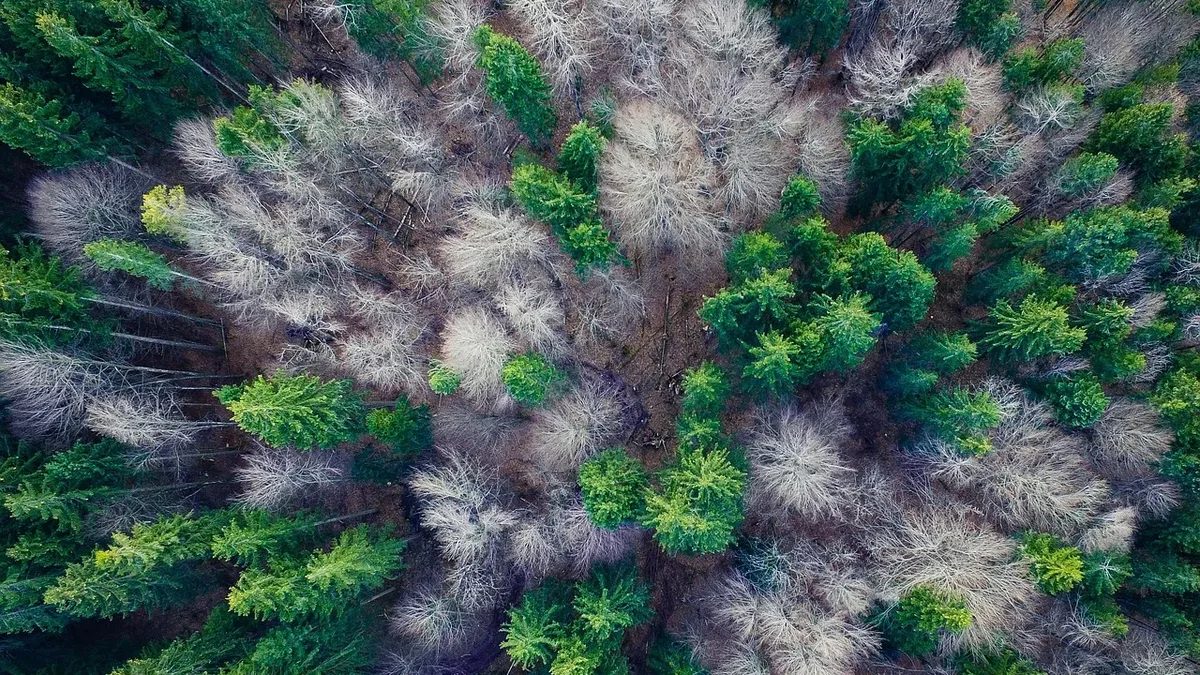 A forest with a mix of evergreen and deciduous trees, with the evergreens appearing green and the deciduous trees appearing brown.